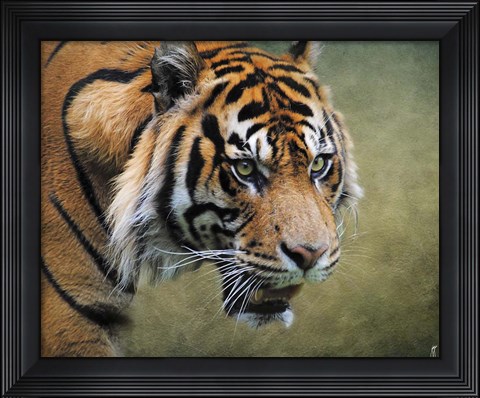 Framed On The Prowl Bengal Tiger Print