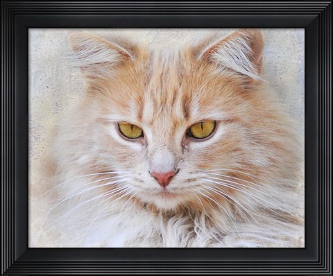 Framed Orange Tabby Cat Portrait Print