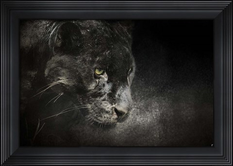Framed Out Of The Shadows Black Leopard Print