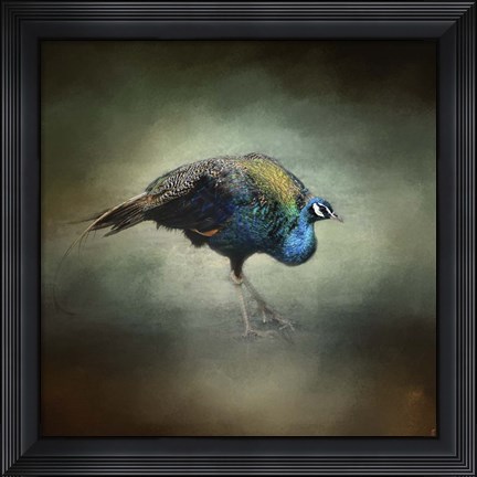 Framed Peacock 10 Print
