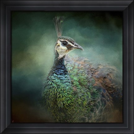 Framed Peacock 12 Print