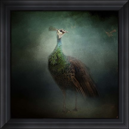 Framed Peacock 2 Print