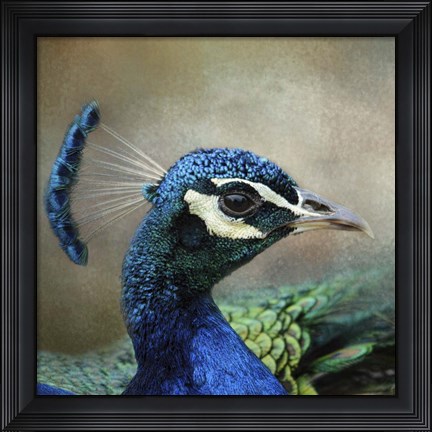 Framed Peacock 3 Print