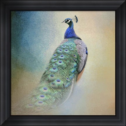 Framed Peacock 4 Print