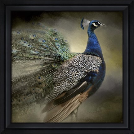 Framed Peacock 5 Print
