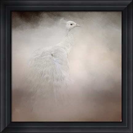 Framed Peacock 6 Print