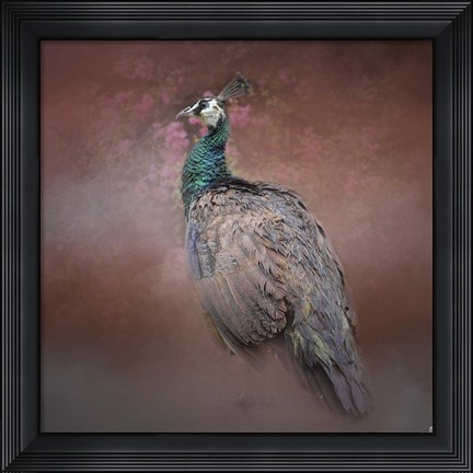 Framed Peacock 7 Print