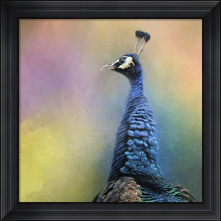 Framed Peacock 8 Print