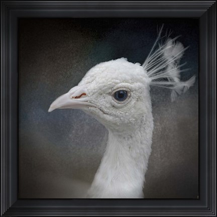 Framed Peacock 9 Print