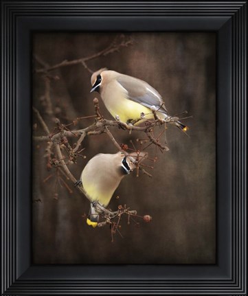 Framed Peek A Boo Cedar Waxwings Print