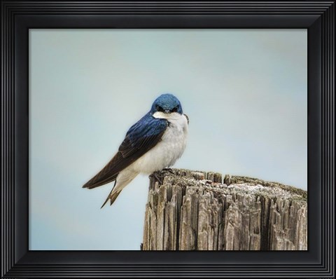 Framed Perched And Waiting Print