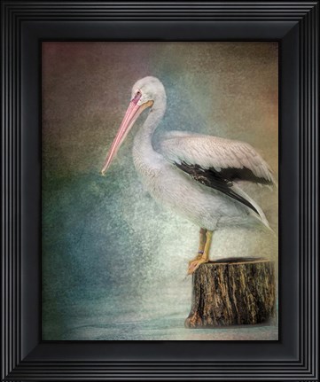 Framed Perched Pelican Print