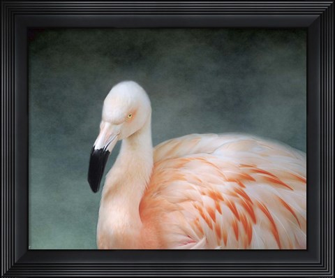 Framed Pink flamingo 3 Print