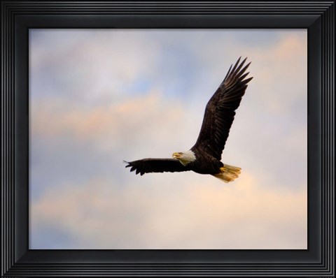Framed Pinson Mounds Eagle 1 Print