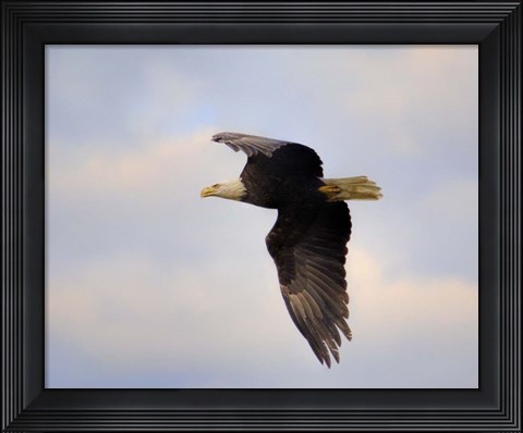 Framed Pinson Mounds Eagle 2 Print