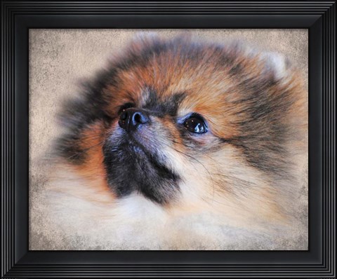 Framed Pomeranian Portrait Print