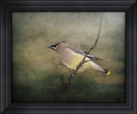 Framed Portrait Of A Cedar Waxwing Print
