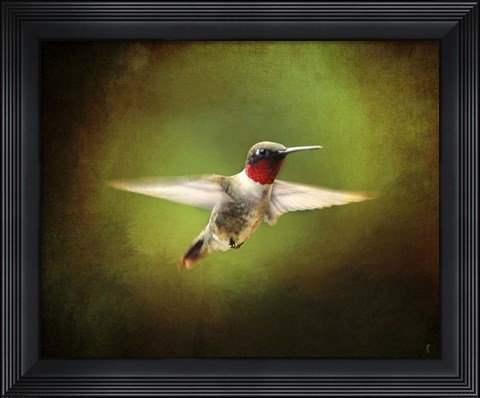Framed Portrait Of A Hummingbird In Flight Print