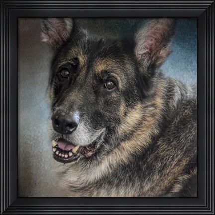 Framed Portrait Of A Shepherd Print