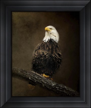 Framed Portrait Of An Eagle Print