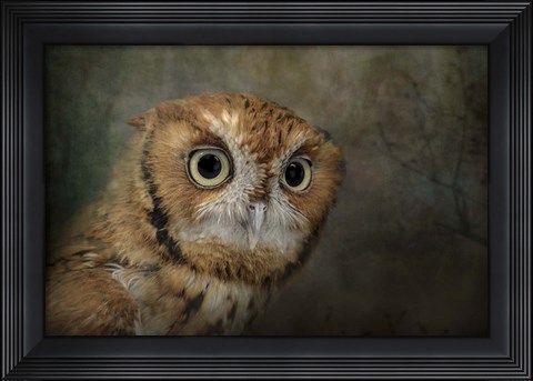 Framed Portrait Of An Eastern Screech Owl Print