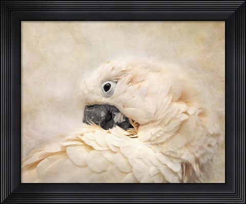 Framed Preening Umbrella Cockatoo Print