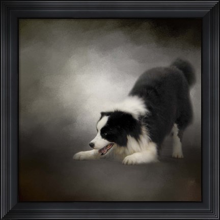Framed Ready To Play Border Collie Print