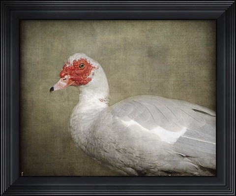 Framed Red Head Muscovy Duck Print