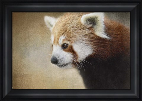 Framed Red Panda Watching Print
