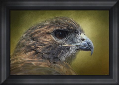 Framed Red Tailed Hawk At Reelfoot Print