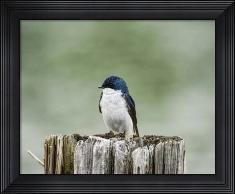 Framed Resting Swallow Print
