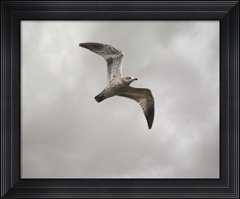 Framed Ring Billed Gull At Reelfoot Print