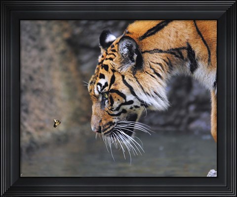 Framed Risk Taker Bengal Tiger And Butterfly Print