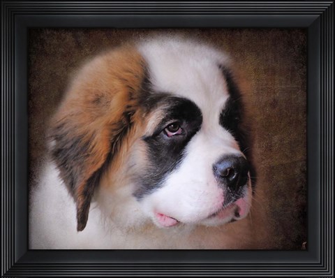 Framed Saint Bernard Puppy Portrait Print