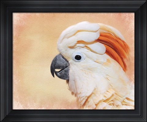 Framed Salmon Crested Cockatoo Portrait 1 Print