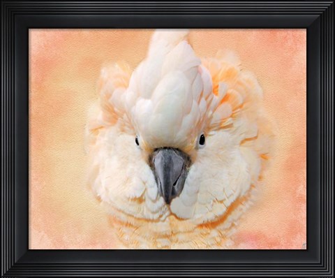 Framed Salmon Crested Cockatoo Portrait 2 Print