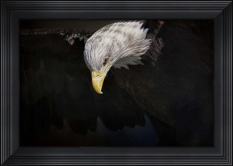 Framed Shadow Hunter Bald Eagle Print