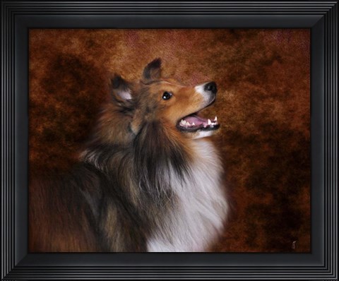 Framed Shetland Sheepdog Print