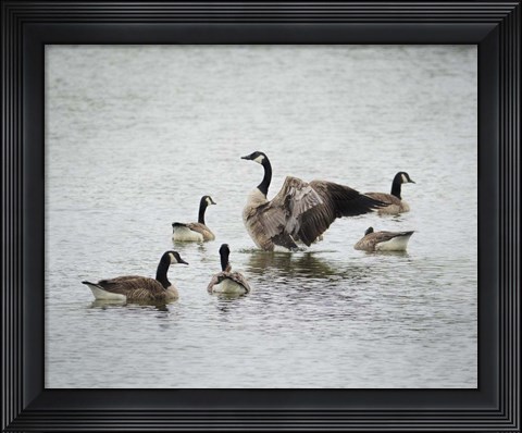 Framed Show Off Canadian Geese Print