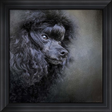 Framed Snack Spotter Toy Black Poodle Print