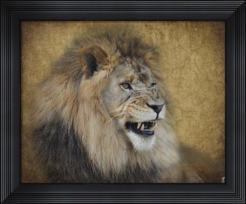 Framed Snarling Male Lion Portrait Print