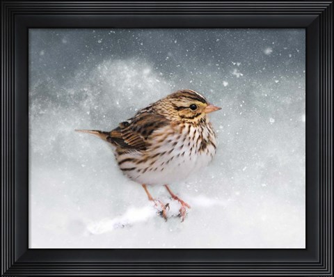 Framed Snow Sparrow Print