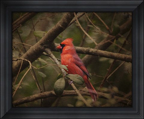 Framed Song Of The Red Bird 1 Print