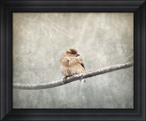 Framed Sparrow Braving The Cold Print