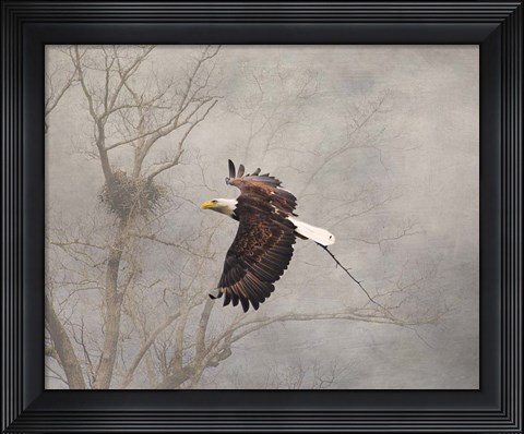 Framed Starting Over Bald Eagle Print