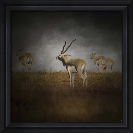 Framed Storm Spotters Print