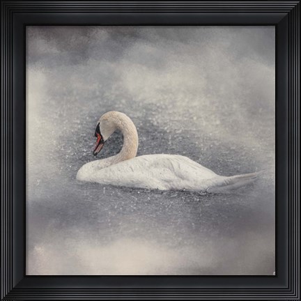 Framed Swan Storm Print