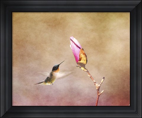 Framed Temptation Hummingbird Print