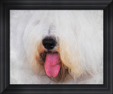 Framed Face of The Sheepdog Print
