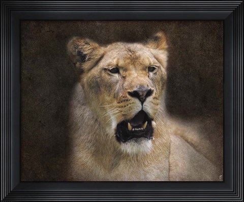 Framed Lioness Portrait Print